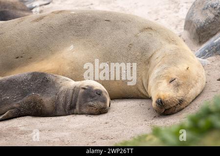 Colonia di leoni marini neozelandesi (Phocarctos hookeri) a Sandy Bay sull'isola Enderby della nuova Zelanda, isole subantartiche di Auckland Foto Stock