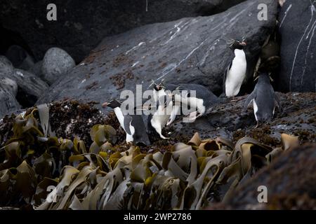 Pinguini di Rockhopper del sud (Eudyptes chrysocome) sulle isole subantartiche di Auckland della nuova Zelanda Carnley Harbour Foto Stock