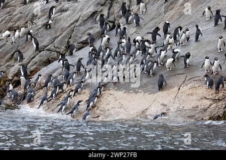 Gli snares Crested Penguins (Pokotiwha o Eudyptes robustus) sono endemici dell'isola subantartica di Snares della nuova Zelanda Foto Stock