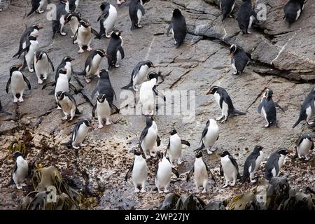 Gli snares Crested Penguins (Pokotiwha o Eudyptes robustus) sono endemici dell'isola subantartica di Snares della nuova Zelanda Foto Stock