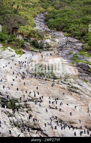 Gli snares Crested Penguins (Pokotiwha o Eudyptes robustus) sono endemici dell'isola subantartica di Snares della nuova Zelanda Foto Stock