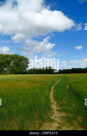 Sentiero attraverso un campo verde di giovane orzo all'inizio dell'estate vicino a Tudeley, Kent, Inghilterra Foto Stock