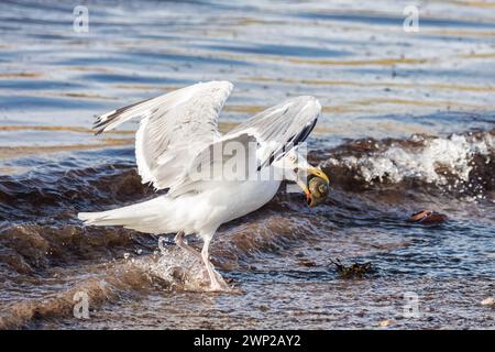 Gabbiano aringa, Larus argentatus, sta per decollare dopo aver raccolto un guscio dalla spiaggia. Isole Magdalen, Canada. Foto Stock