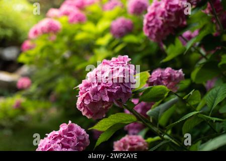 Lussureggianti cespugli di ortensie rosa in fiore nel parco Foto Stock