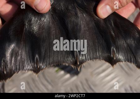 Gli scienziati studiano le tossine in giovani foche portuali per capire gli effetti sulle orche transitorie predatore Sidney BC Gulf Islands Canada Foto Stock