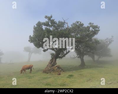 NA, Portogallo. 13 marzo 2023. I bovini pascolano tra antichi alberi di alloro nella nebbia di Fanal sull'isola atlantica di Madeira, una regione autonoma del Portogallo. Laurisilva di Madeira è un'area protetta per la foresta di alloro di Madeira. Dal 1999 è patrimonio dell'umanità dell'UNESCO. Credito: Beate Schleep/dpa/Alamy Live News Foto Stock