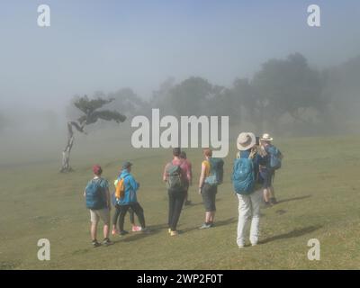 NA, Portogallo. 13 marzo 2023. Gli escursionisti ammirano gli antichi alberi di alloro nella nebbia del Fanal sull'isola atlantica di Madeira, una regione autonoma del Portogallo. Laurisilva di Madeira è un'area protetta per la foresta di alloro di Madeira. Dal 1999 è patrimonio dell'umanità dell'UNESCO. Credito: Beate Schleep/dpa/Alamy Live News Foto Stock