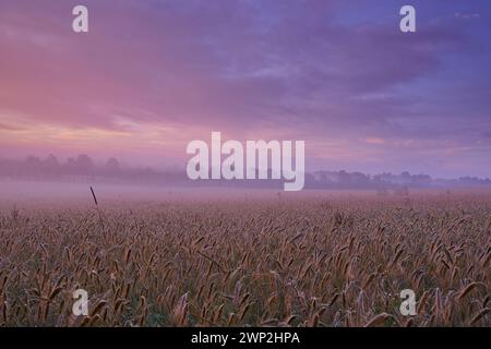 Cloudy, wheat or field for dramatic dusk scenery in mysterious, meadow and landscape for wallpaper. Colorful, sunset and sky for grain, grassland and Foto Stock
