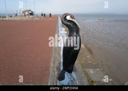 Sculture di uccelli marini sul lungomare di Morecambe, parte del progetto TOWNS TERN, una splendida serie di sculture pluripremiate situate lungo il lungomare e il lungomare di Morecambe. Cormorani d'acciaio, gannetti e razorbills siedono orgogliosamente sulle rotatorie di Central Drive e sulla cima dei dissuasori nelle ringhiere marine. Foto Stock