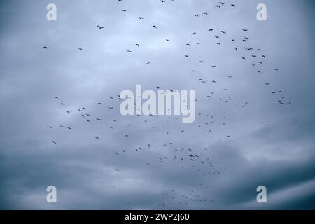 Stormo di gabbiani che volano attraverso il suggestivo cielo invernale al tramonto, vista dall'angolo basso Foto Stock