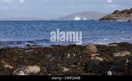 Banca di varie alghe marine sulle sabbie Ganavan di Oban, Scozia Foto Stock