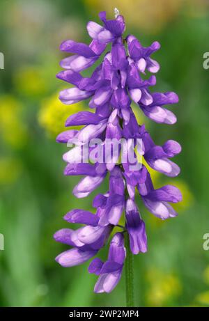 Vetch tufted (Vicia cracca) primo piano di fiori di piante che crescono in praterie a macchia nella riserva naturale Balranald RSPB, North Uist, Ebridi esterne, Foto Stock