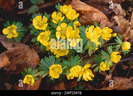 Aconite invernale (Eranthis hyemalis) fiori che emergono attraverso la lettiera sul pavimento di boschi decidiosi, Berwickshire, Scottish Borders, Scozia. Foto Stock