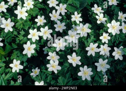 Legno Anemone (Anemone nemorosa) densa macchia di piante in fiore che crescono sul pavimento di un legno deciduo e fotografate in una luce solare opaca. Foto Stock