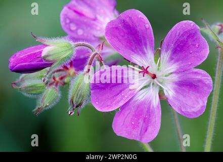 Boschetto di gru (Geranium sylvaticum), che cresce sulla riva della strada presso Grantown-on-Spey, Speyside, Cairngorms National Park, Scozia, giugno 2001 Foto Stock