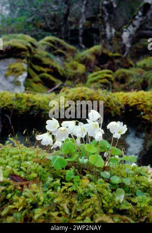 Wood Sorrel (Oxalis acetosella), che cresce sul pavimento del legno di betulla autoctono, Ardnamurchan, Argyll, Scozia, aprile 1985 Foto Stock