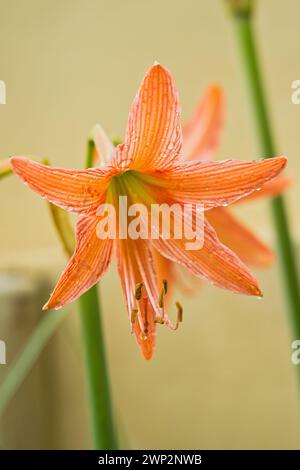 Primo piano di Hippeastrum striatum, il giglio striato delle Barbados, una pianta bulbosa erbacea perenne in fiore, della famiglia delle Amaryllidaceae, Foto Stock