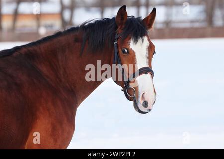 Ritratto di un giovane cavallo da corsa in inverno Foto Stock