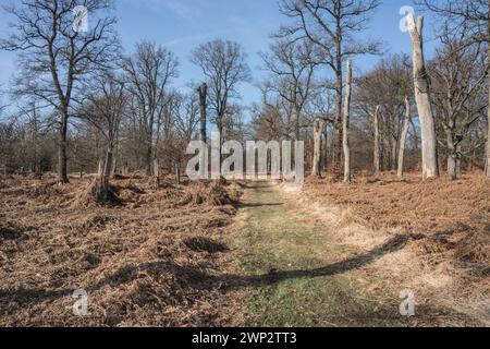 Una foresta di querce come sepoltura naturale, Friedwald, Reinhardswald Forest, Weser Uplands, distretto di Kassel, Assia, Germania, Europa Foto Stock