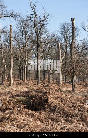 Una foresta di querce come sepoltura naturale, Friedwald, Reinhardswald Forest, Weser Uplands, distretto di Kassel, Assia, Germania, Europa Foto Stock