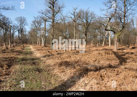 Una foresta di querce come sepoltura naturale, Friedwald, Reinhardswald Forest, Weser Uplands, distretto di Kassel, Assia, Germania, Europa Foto Stock