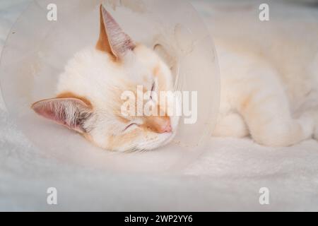 Malato Red Point gatto domestico (tailandese siamese) che dorme dopo la visita del medico Foto Stock