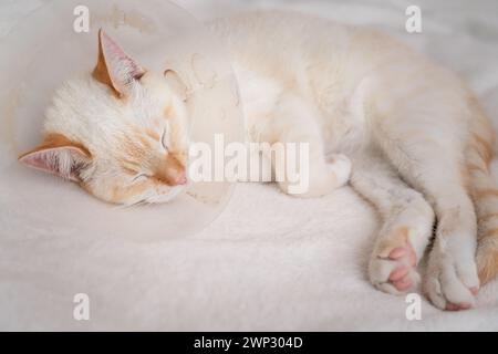 Malato Red Point gatto domestico (tailandese siamese) che dorme dopo la visita del medico Foto Stock