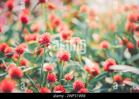 Fiore Globe Amaranth o Bachelor Button fiorito in giardino, concetto di fondo fiore Foto Stock
