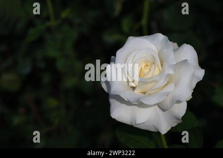 rosa bianca su sfondo nero in giardino. san valentino e bocconcino di fiori Foto Stock