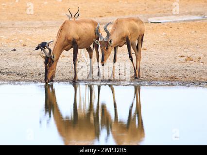 Due Red Hartebeest bevono da una pozza d'acqua ferma, con un bel riflesso sull'acqua Foto Stock