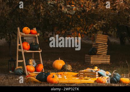 Ambientazione natalizia con produzione agricola Pumpkins sullo sfondo di un cortile rustico. Autunno, halloween, zucca, copyspace. la scaletta delle zucche si appoggia Foto Stock