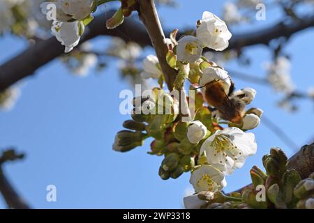 28.04.2021 Kirschbaumblüte Deutschland/ Niedersachsen/ Landkreis Gifhorn/ Schönewörde/ Kirschbaum/ Süßkirsche/ steht in voller Blüte/ Frühling/ eine Hummel sammelt Nektar **** 28 04 2021 Fioriscono alberi di ciliegio Germania bassa Sassonia Distretto di Gifhorn Schönewörde ciliegio il ciliegio dolce è in piena fioritura Primavera un bumblebee raccoglie nettare Foto Stock