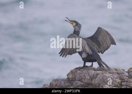 Il grande Cormorano si trova sulle rocce in riva al mare e si estende sulle ali per mostrare piume nere dettagliate e un becco curvo aperto sul viso bianco arancione Foto Stock