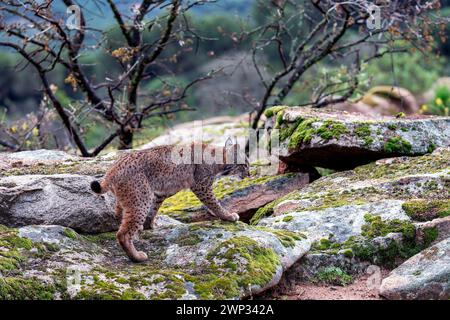 Caccia alla lince iberica nella Sierra de Andujar, Jaen. Spagna. Foto Stock