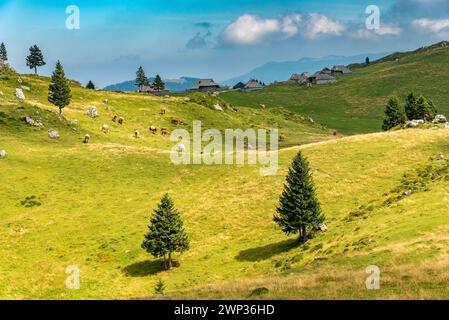 Paesaggio della Slovenia. Una mandria di mucche pascolano sull'erba del prato dell'altopiano di Velika Planina Foto Stock