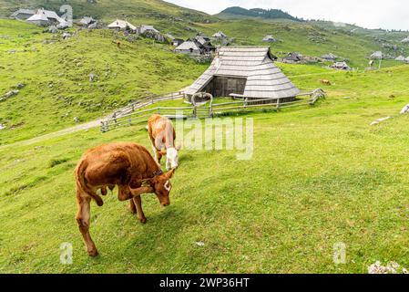 Paesaggio della Slovenia. Due vitelli si trovano di fronte a una recinzione e a una fattoria tradizionale a Velika Planina. Uno dei vitelli si gratta l'orecchio con il suo hin Foto Stock