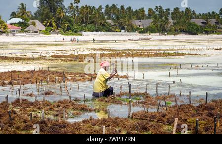 Una donna si occupa del suo raccolto di alghe (Eucheuma denticulatum), Jambiani, Zanzibar, Tanzania. Foto Stock