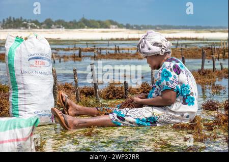 Una donna si occupa del suo raccolto di alghe (Eucheuma denticulatum), Jambiani, Zanzibar, Tanzania. Foto Stock