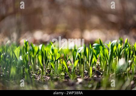 Foglie giovani di aglio selvatico (Allium ursinum) in primo piano nella foresta primaverile. Pianta commestibile selvatica in ambiente naturale. Ramson, buckram, porri di orso o aglio di orso Foto Stock