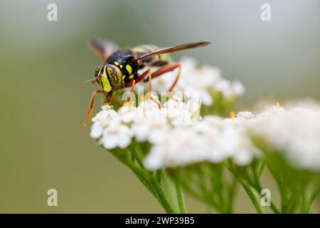WASP mimico hover-fly (Spilomyia diopthalma) Foto Stock