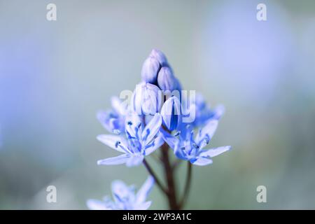 Macro shot di bocciolo di fiore blu sul prato primaverile. I primi fiori selvatici in primavera. Sfondo naturale Foto Stock