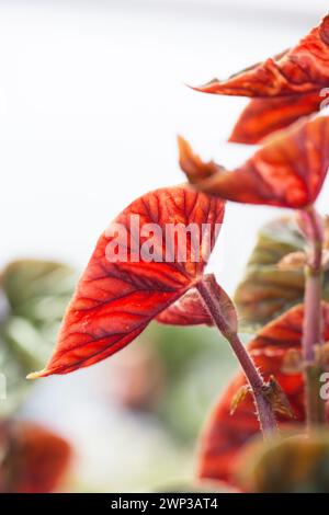 Pianta Begonia thurstonii da vicino. Foto Stock