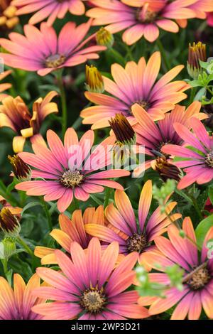 Osteospermum Purple Sun, African Daisy, fiori di albicocca-arancia e lilla-viola Foto Stock