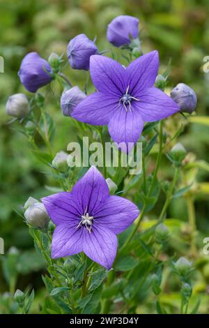 Platycodon grandiflorus Astra Blue, fiore di palloncino Astra Blue, grandi fiori a forma di stella, blu viola Foto Stock