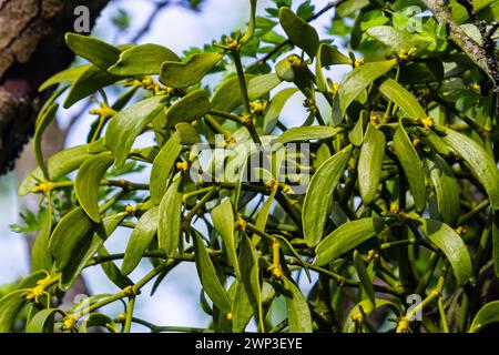 Mistletoe in alto nella corona dell'albero. Foto Stock