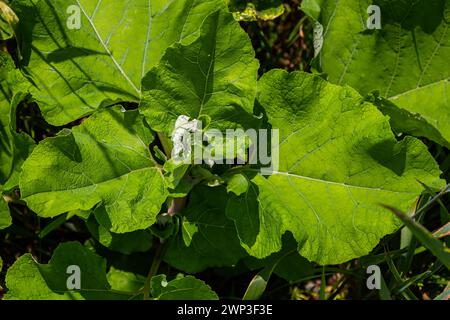 Arctium lappa - il giovane burdock parte all'inizio dell'estate. Foto Stock