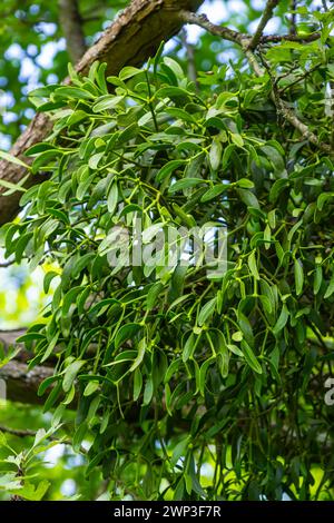 Mistletoe in alto nella corona dell'albero. Foto Stock