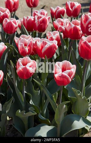 Tulip Lech Walesa, fiori rossi rosa e bianchi alla luce del sole primaverile Foto Stock