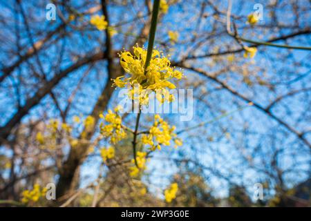 Cornelian-Cherry, Cornus mas, fioritura a Pruhonice, Repubblica Ceca il 4 marzo 2024. (CTK Photo/Libor Sojka) Foto Stock