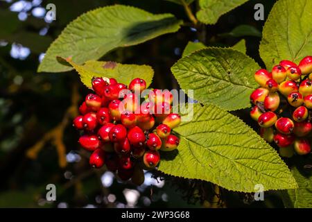 In estate, il viburnum è in fase di maturazione le bacche di Viburnum lantana a foglia intera. Foto Stock